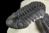 Two Beautiful Reedops Trilobites - Atchana, Morocco #125467-7